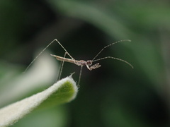 Empicoris