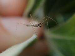 Empicoris
