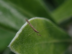 Empicoris