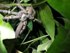 Polybetes pythagoricus