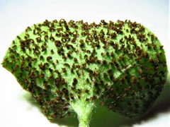 Puccinia dichondrae