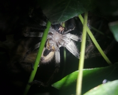Polybetes pythagoricus