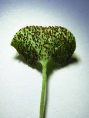 Puccinia dichondrae