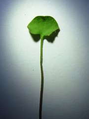 Puccinia dichondrae