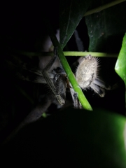 Polybetes pythagoricus