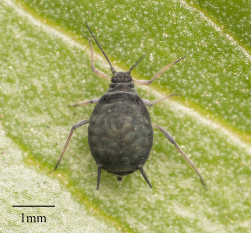 Elder Aphid photo 2