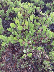 Arctostaphylos hookeri