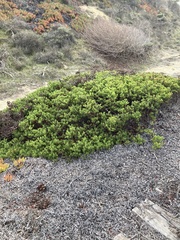 Arctostaphylos hookeri