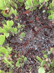 Arctostaphylos hookeri