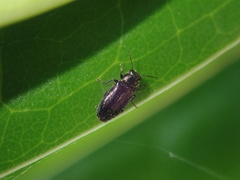 Maoraxia eremita