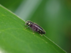Maoraxia eremita