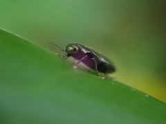 Maoraxia eremita