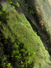 Lacrima aphanotripta