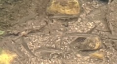 Rhinichthys atratulus