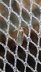 Hoplostega ochroma