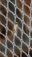 Hoplostega ochroma