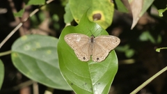 Cissia pompilia