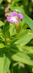 Limnophila aromatica