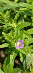 Limnophila aromatica