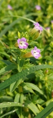 Limnophila aromatica