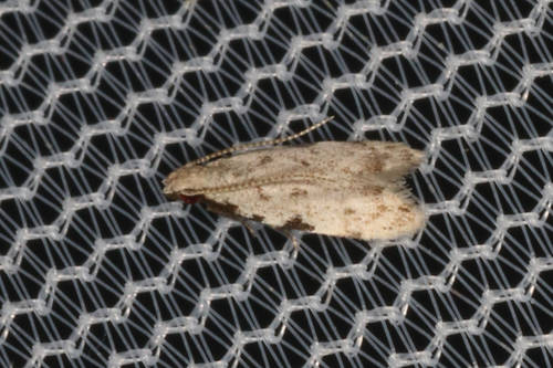 Southern taygete
