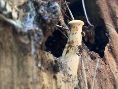 Gymnopilus
