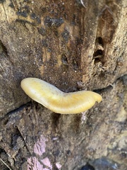 Gymnopilus