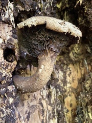 Gymnopilus