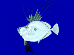 Mirror Dory photo 4