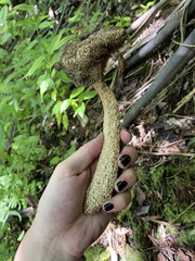 Gymnopilus