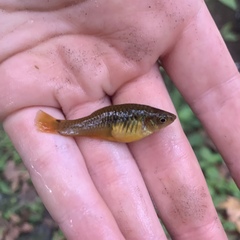 Xiphophorus variatus