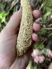 Gymnopilus