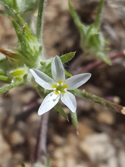 Eriastrum diffusum