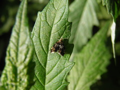 Prochoreutis sehestediana