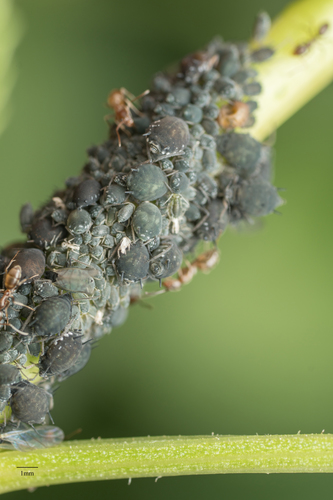Elder Aphid photo 3