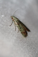 Heteromicta tripartitella