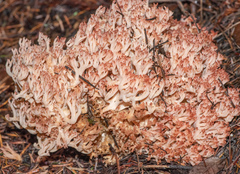 Ramaria rubripermanens