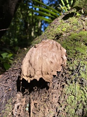 Fungi