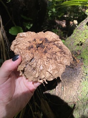 Fungi