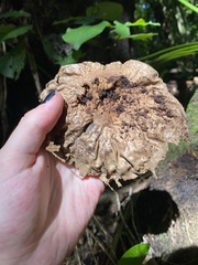 Fungi