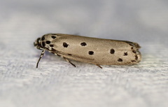 Ethmia heptasema