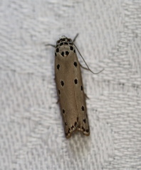 Ethmia heptasema