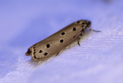 Ethmia heptasema