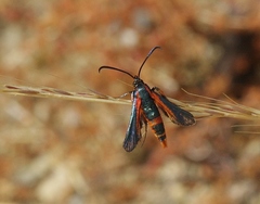Synanthedon polygoni