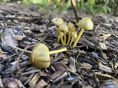 Bolbitius titubans