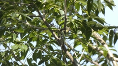 Vireo griseus