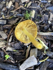 Bolbitius titubans