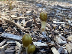 Bolbitius titubans
