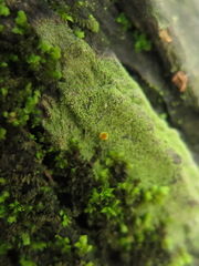Lacrima aphanotripta