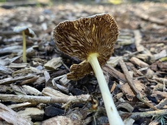 Bolbitius titubans